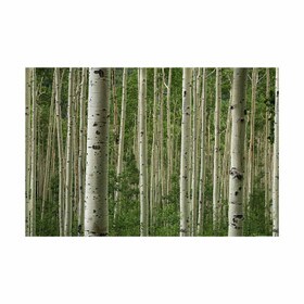 4ft H | Mural Aspen Forest | Translucent Panel